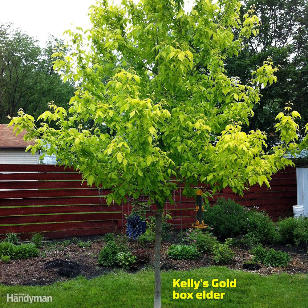 Tree In The Backyard
 Great Trees to Consider Planting in Your Yard This Spring