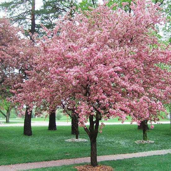 Tree In The Backyard
 Selecting Trees for Your Yard