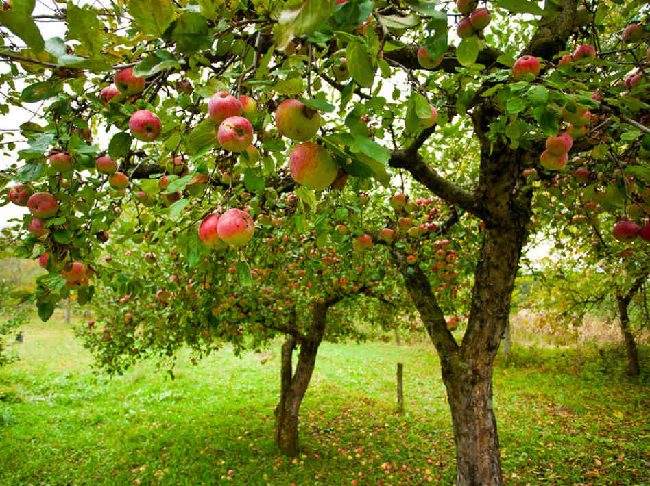 Tree In The Backyard
 Backyard Pet Safety Watch out for These 6 Deadly Hazards