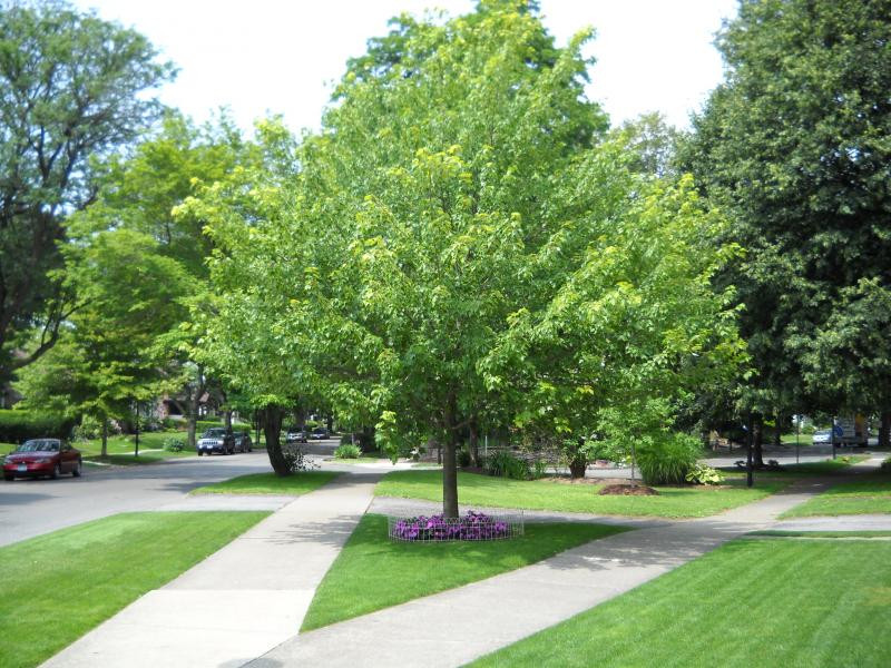 Tree In The Backyard
 Determine the Right Trees for Your Yard