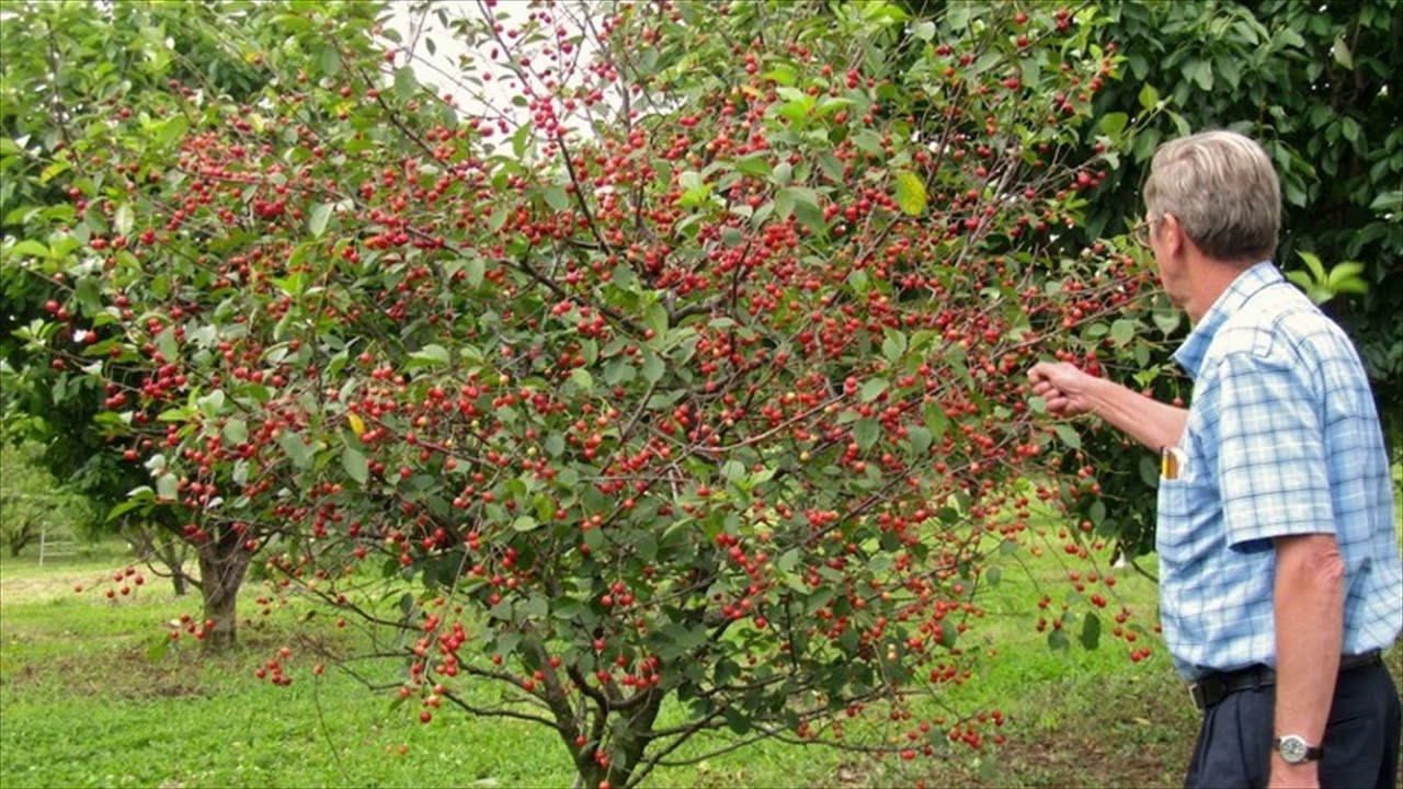 Tree In The Backyard
 Backyard Fruit Tree Layout