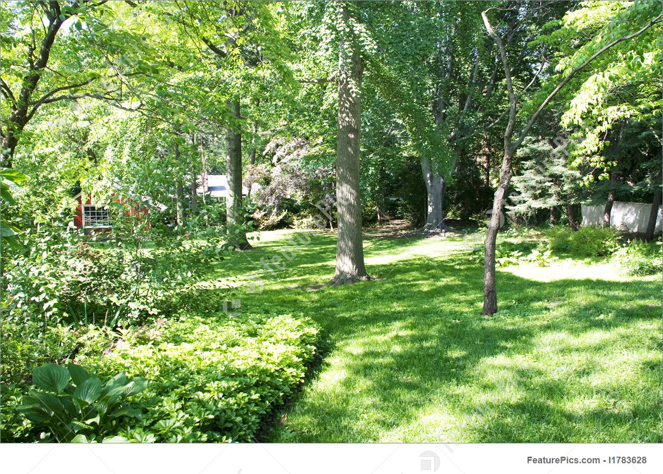 Tree In The Backyard
 Backyard Trees Picture