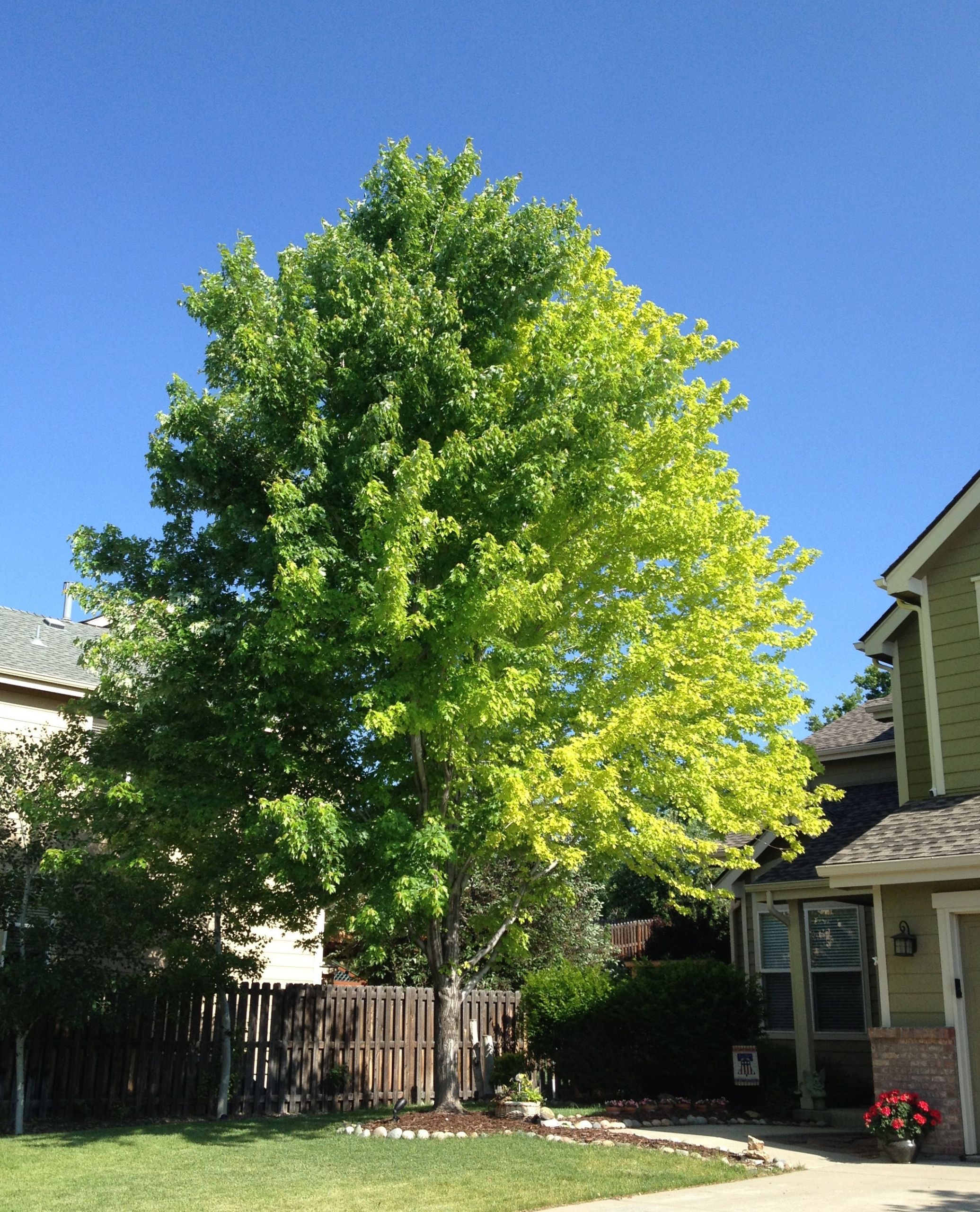 Tree In The Backyard
 13 year old Autumn Blaze Maple problem Ask an Expert