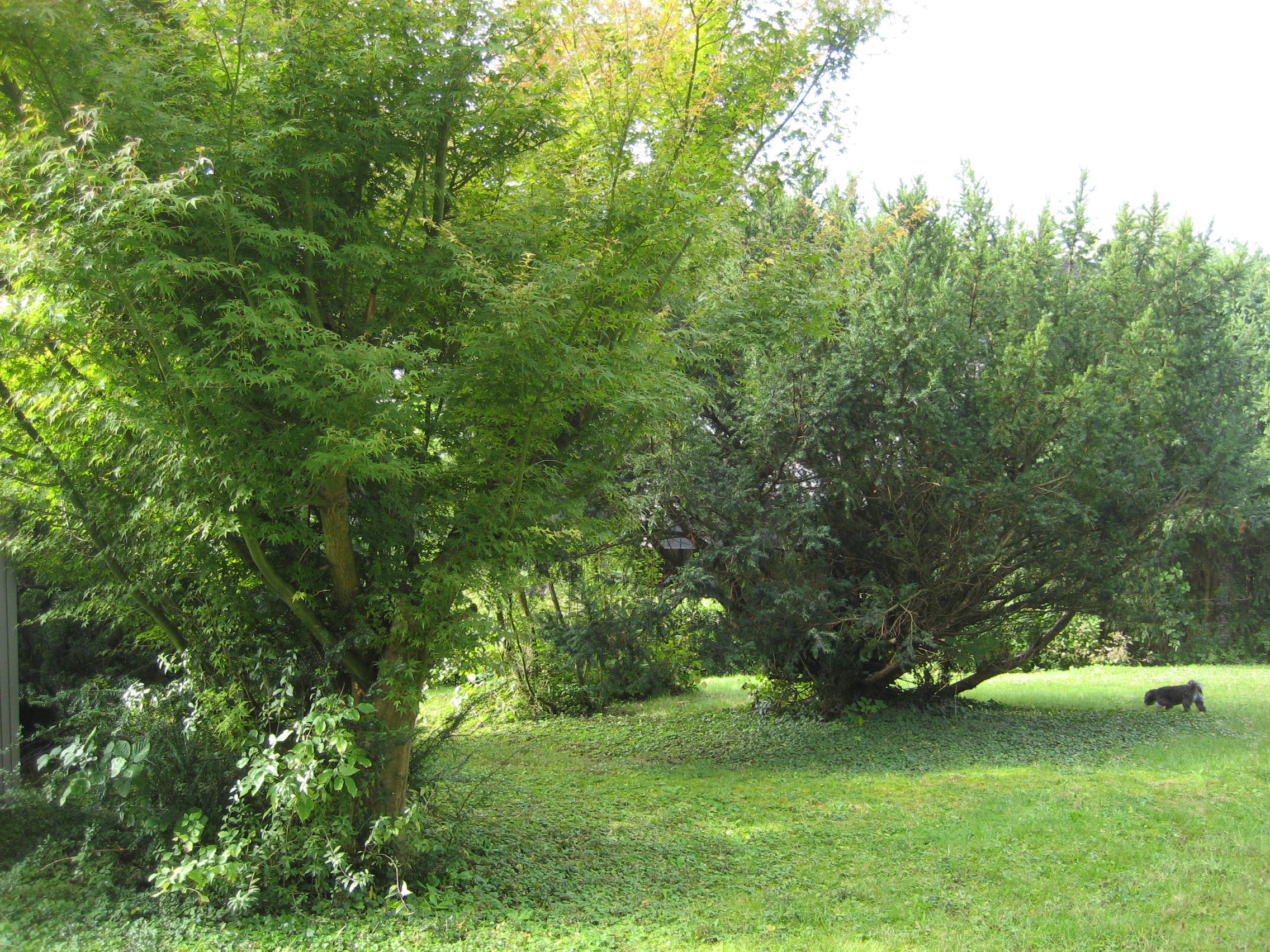 Tree In The Backyard
 Fall has arrived at my balcony – Kimberly Einmo