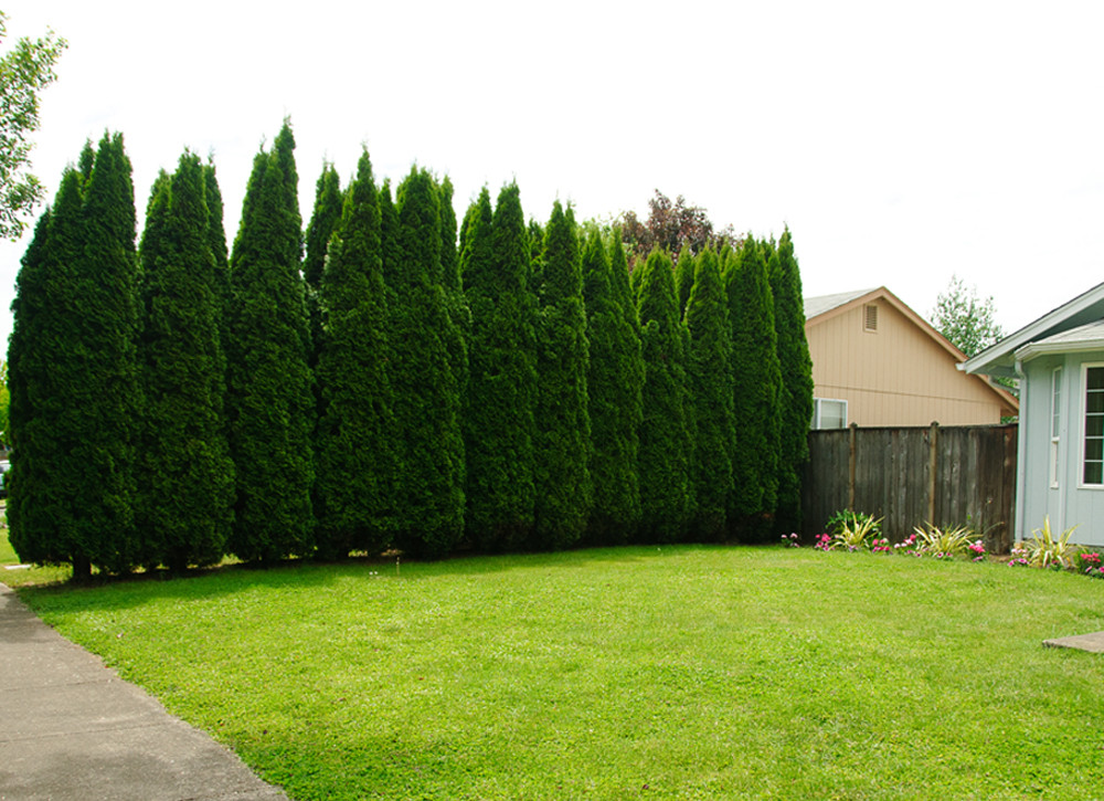 Tree In The Backyard
 How to Plant a Privacy Tree Fence