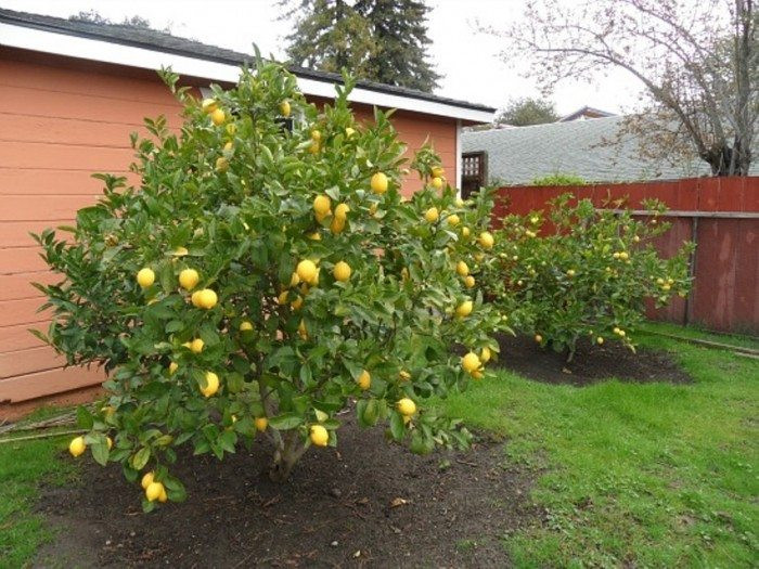 Tree In The Backyard
 Time To Pruning Fruit Trees