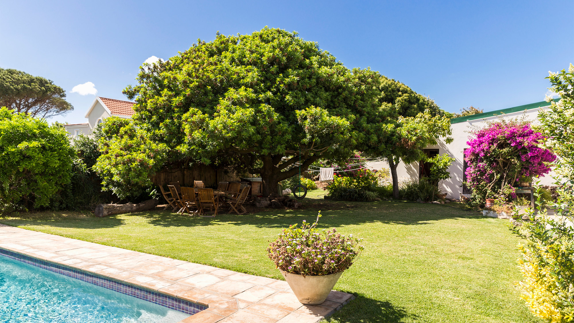 Tree In The Backyard
 7 Reasons to Think Twice Before Buying a House With Big Trees