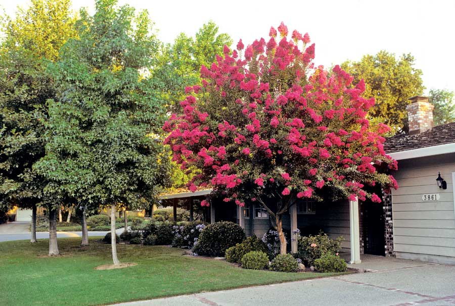 Tree In The Backyard
 A Breath of Fresh Air in the City The Benefits of