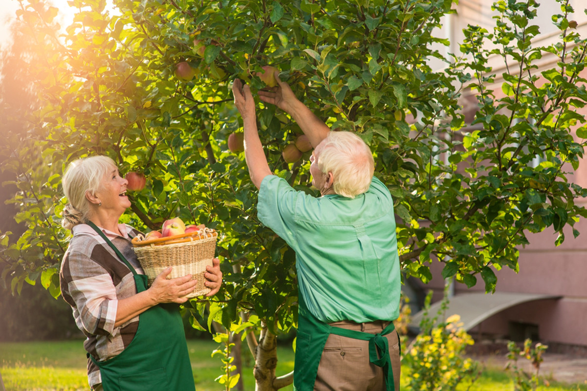 Tree In The Backyard
 How to Grow Fruit Trees in Your Own Backyard