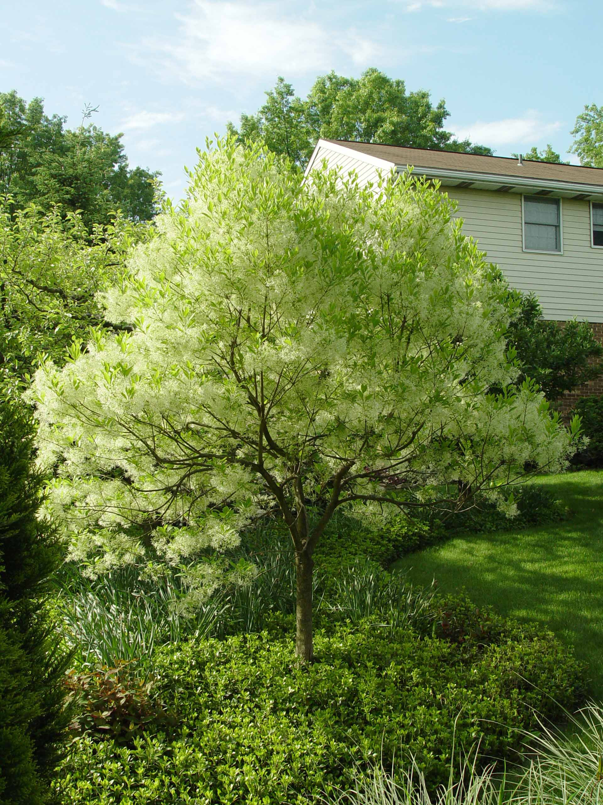 Tree In The Backyard
 Garden Housecalls Gun Shy About Trees