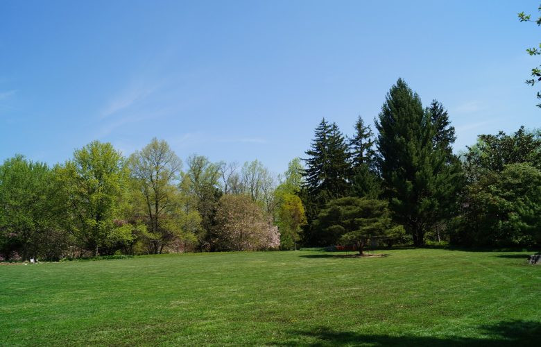 Tree In The Backyard
 The 5 Best Backyard Trees for a Lush Yard Interior