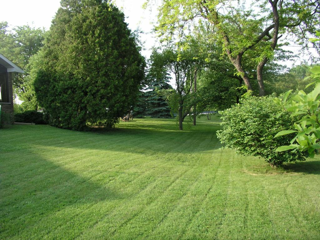 Trees For Backyard
 Backyard Lemonade Inside Tailgating