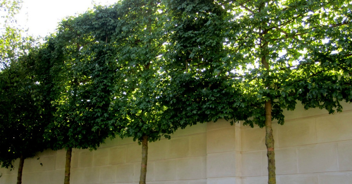 Trees For Backyard
 Add Privacy To A Backyard Landscape • ABC Scapes Inc