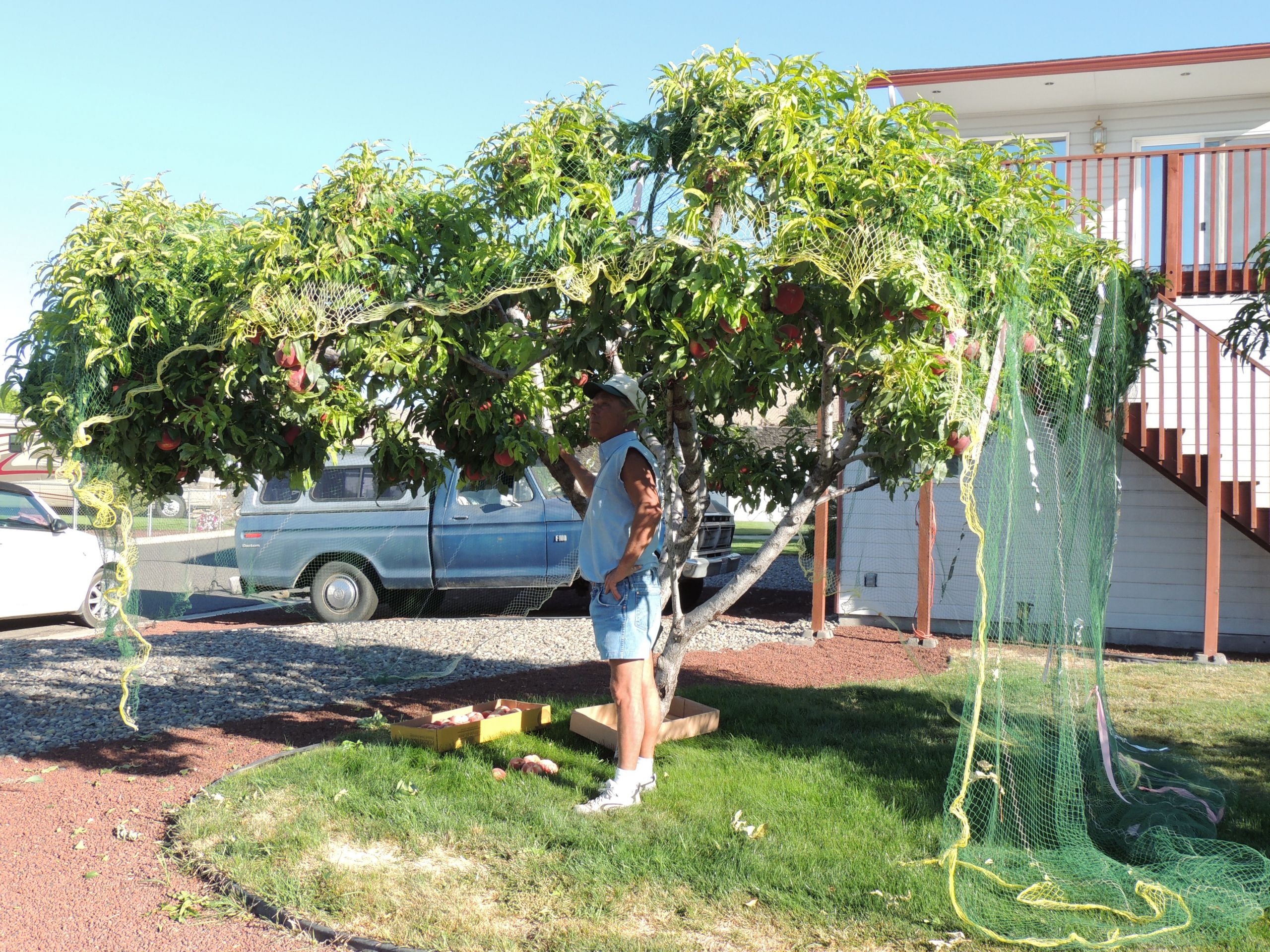 Trees For Backyard
 Backyard “Bonzai” Fruit Trees Yakima County