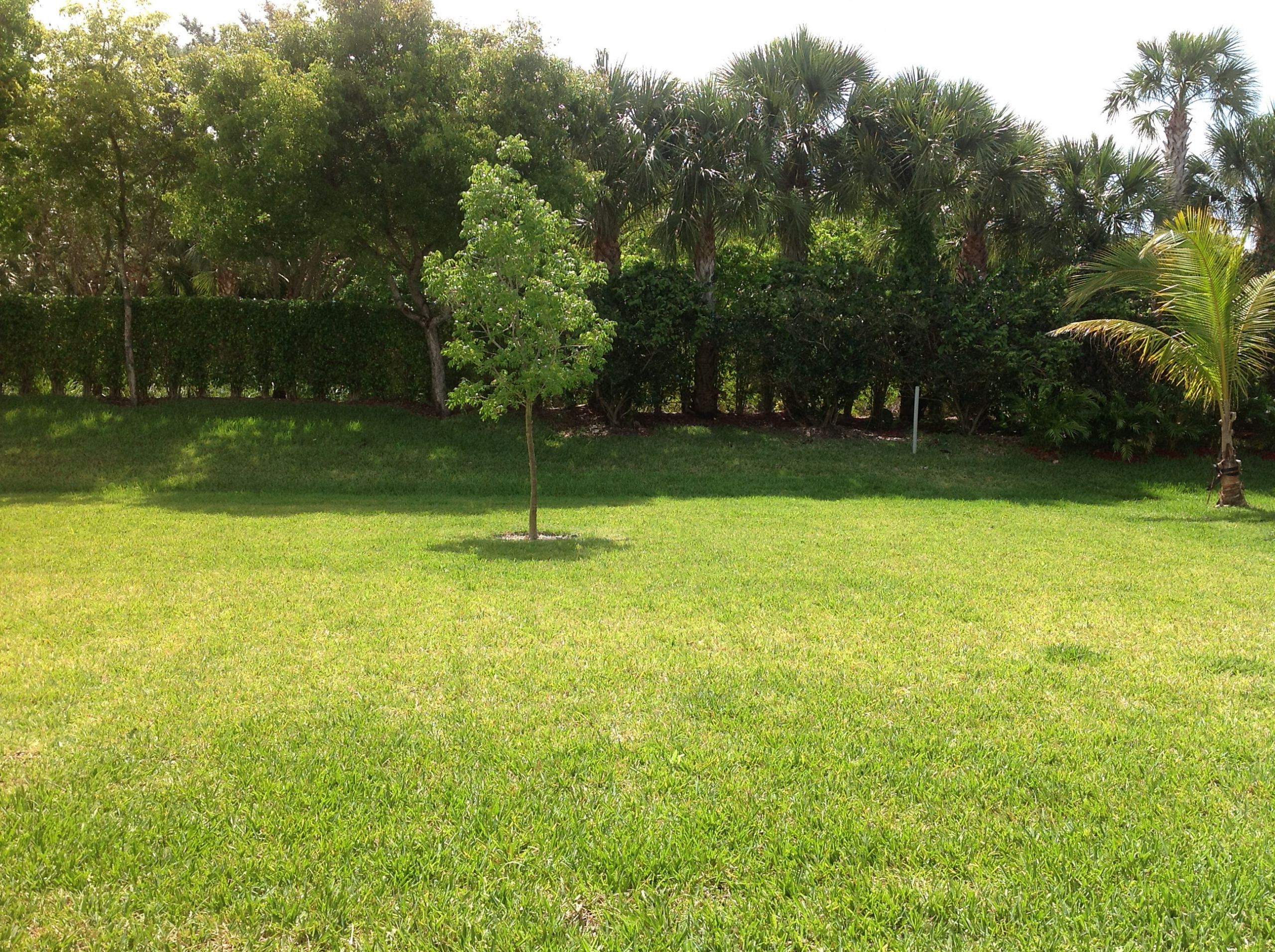 Trees For Backyard
 Florida Home Garden Fruit Trees