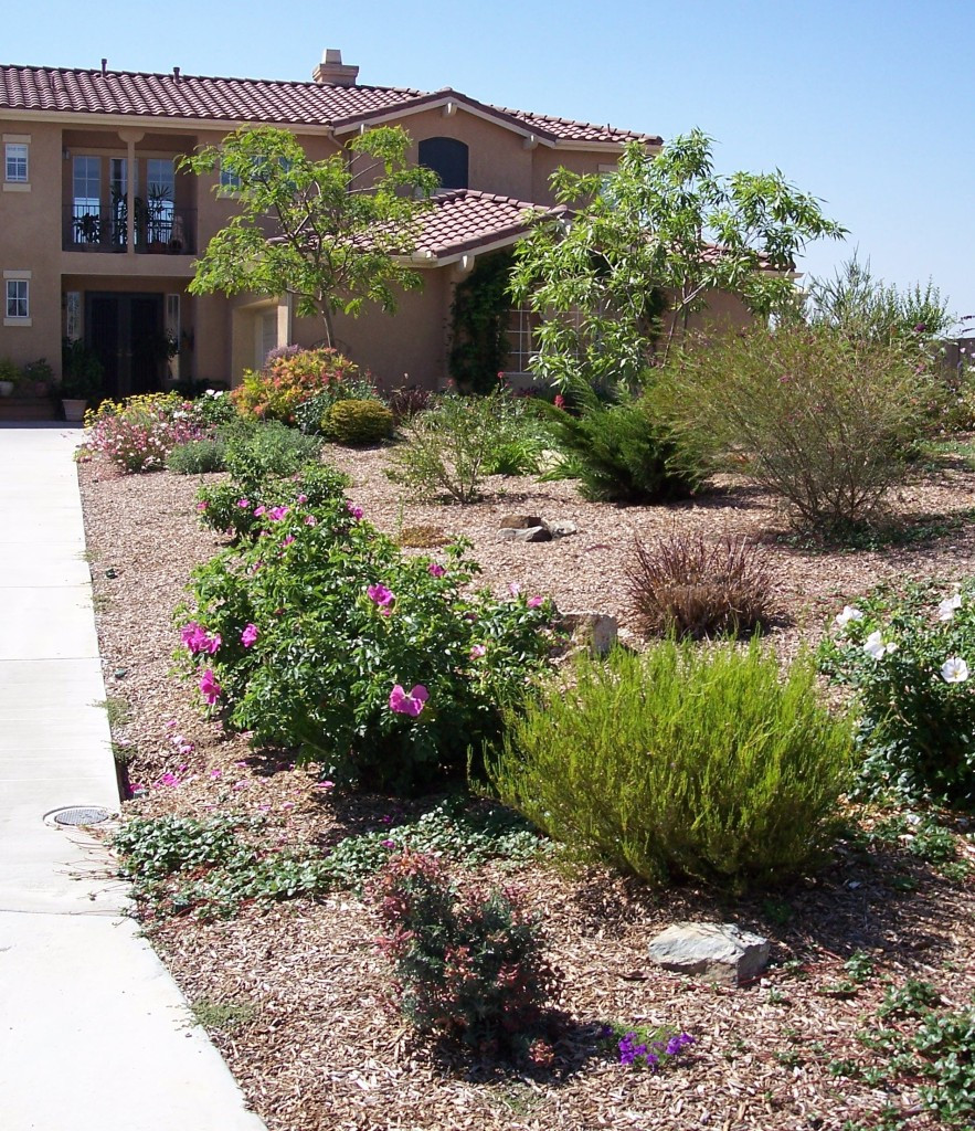 Trees For Backyard
 Front yard after introduction of trees and other colorful