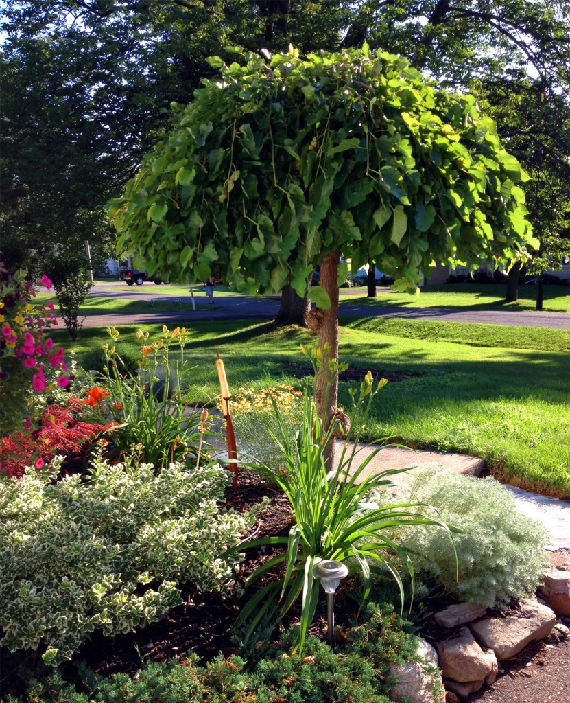 Trees For Backyard
 The Appeal of the Weeping Mulberry