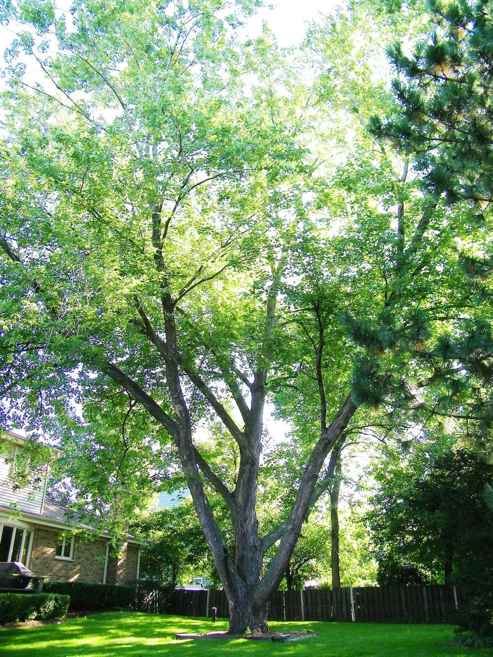 Trees For Backyard
 The Best Trees for Any Backyard Dogwood Landscaping