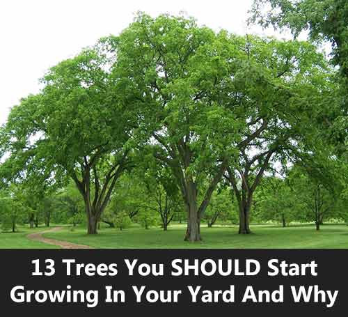 Trees For Backyard
 13 Trees You SHOULD Start Growing In Your Yard And Why