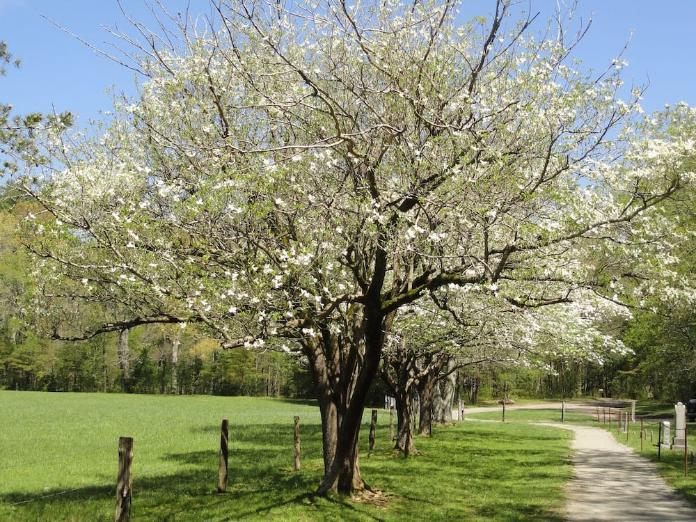 Trees For Backyard
 The Best Trees for Any Backyard Dogwood Landscaping