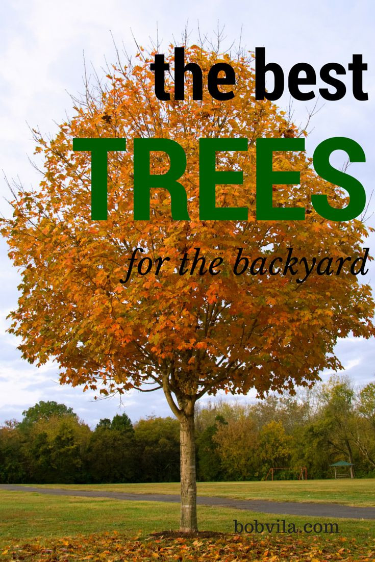 Trees For Backyard
 10 of the Best Trees for Any Backyard