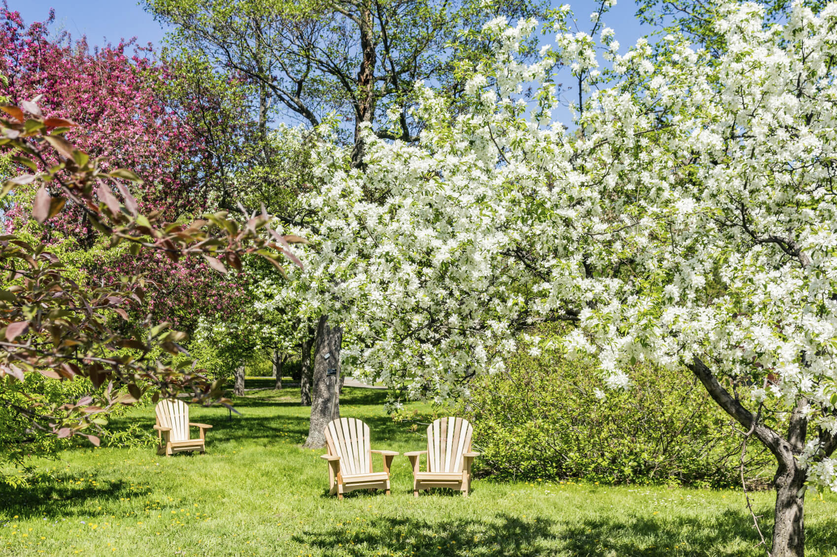 Trees For Backyard
 24 Delicious Backyard Fruit Tree Ideas