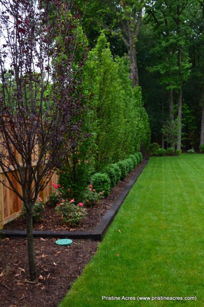 Trees For Backyard
 Awesome Fence With Evergreen Plants Landscaping Ideas 43