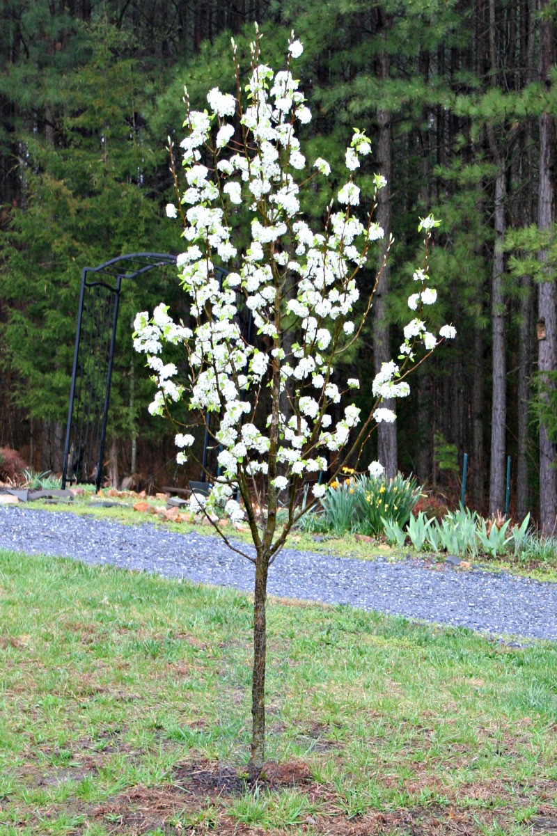 Trees For Backyard
 Flowering Trees for Your Front Yard Home Garden Joy