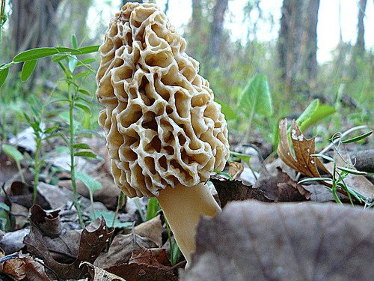 Wild Morel Mushrooms
 12 Tips for Hunting Morel Mushrooms Organic Authority