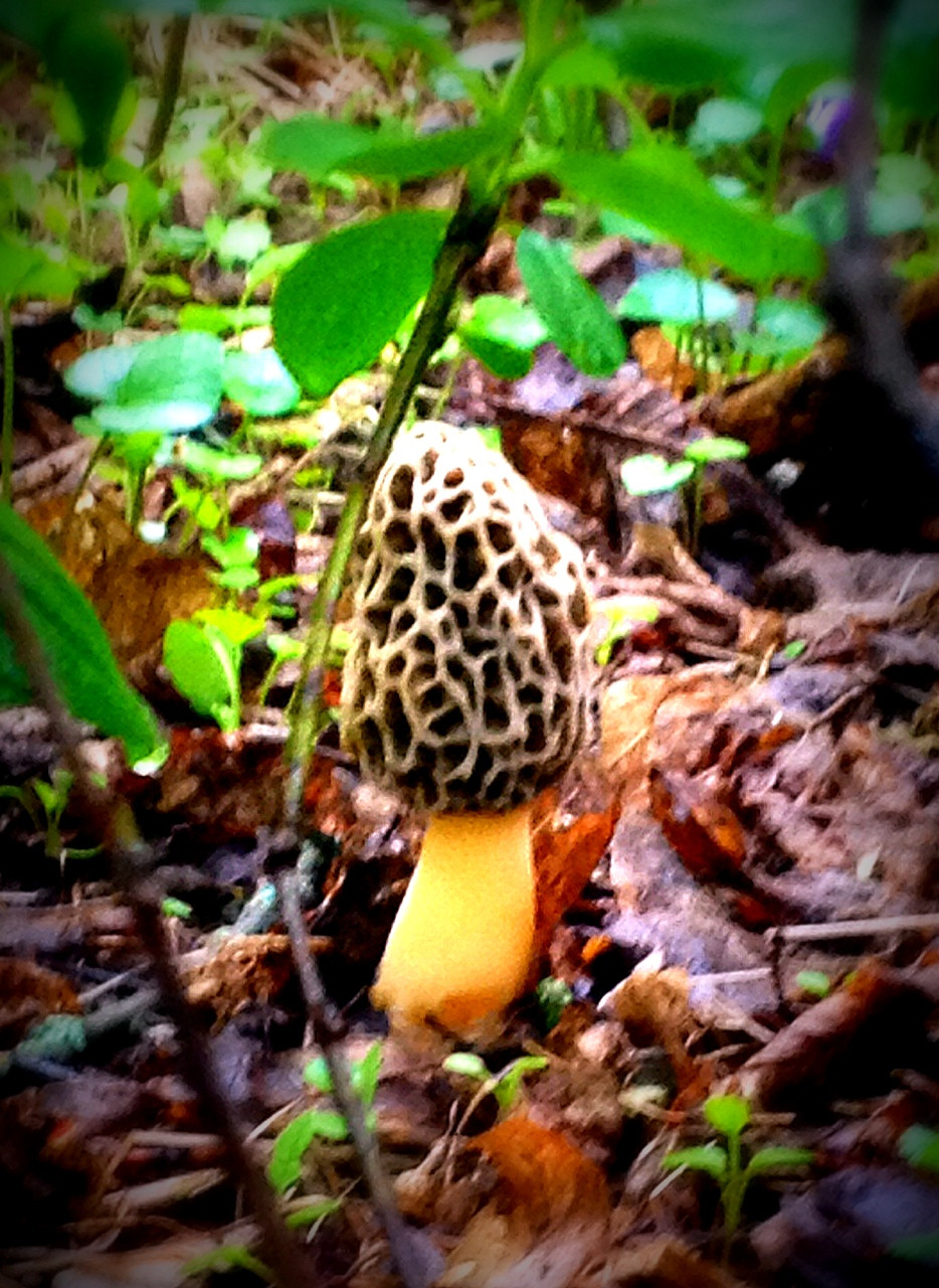 Wild Morel Mushrooms
 edible wild mushrooms