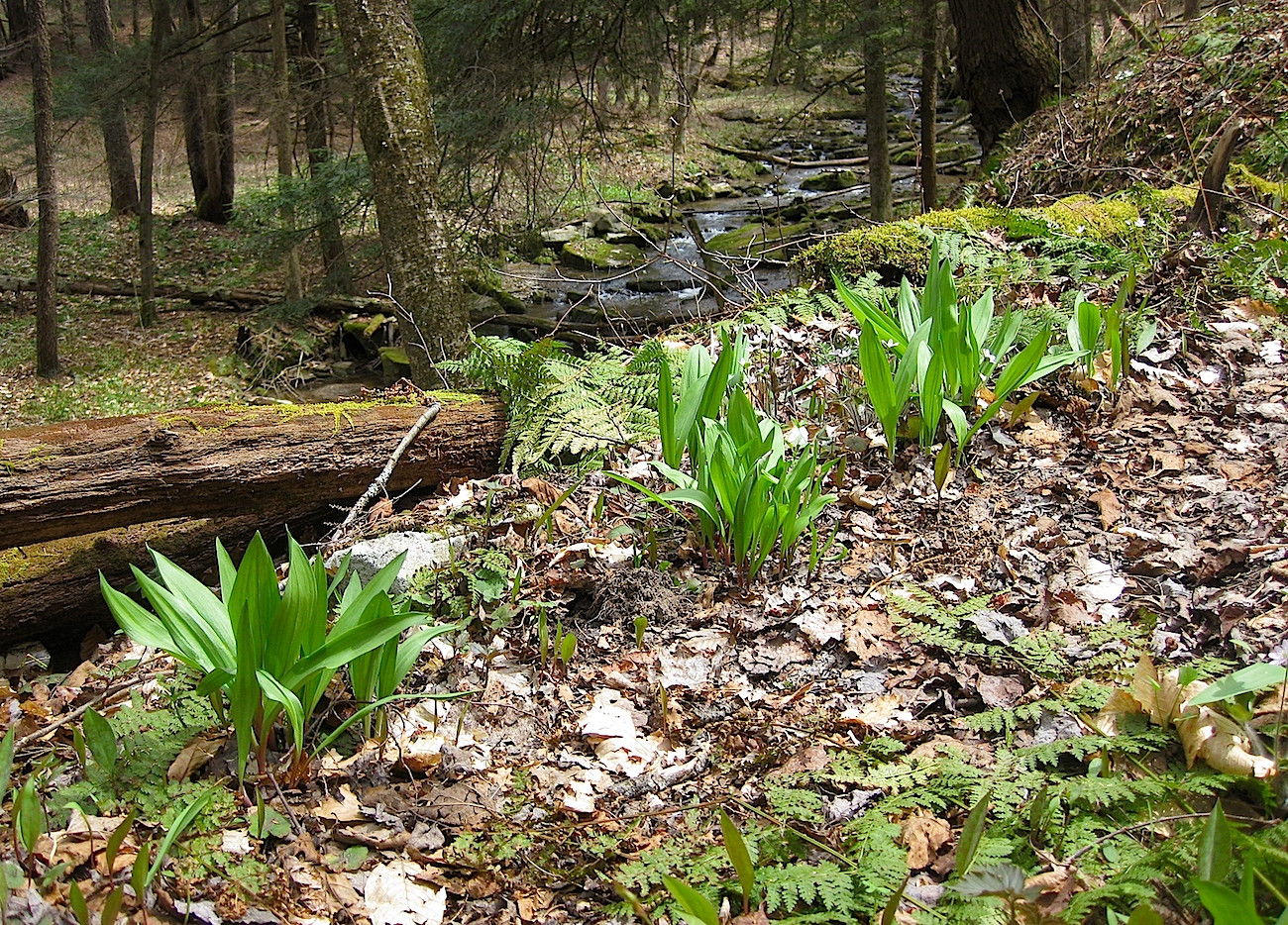 Wild Morel Mushrooms
 How To Find And Identify Morel Mushrooms