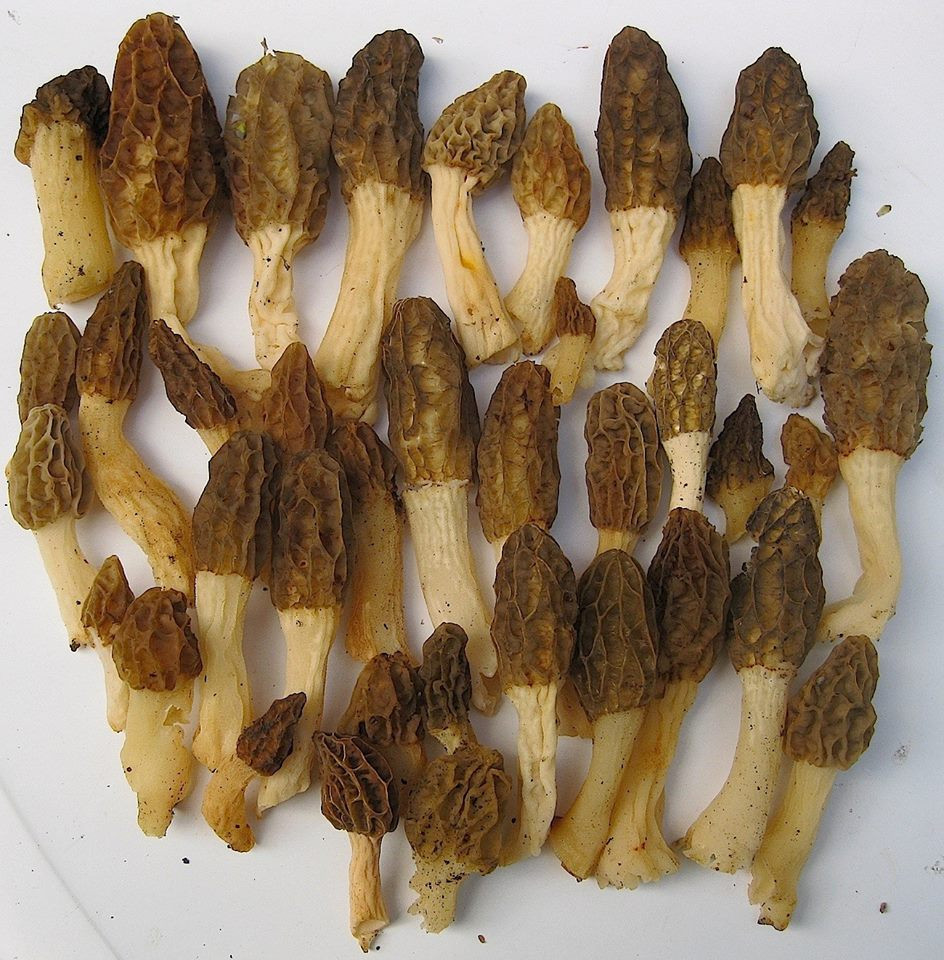 Wild Morel Mushrooms
 How To Find And Identify Morel Mushrooms