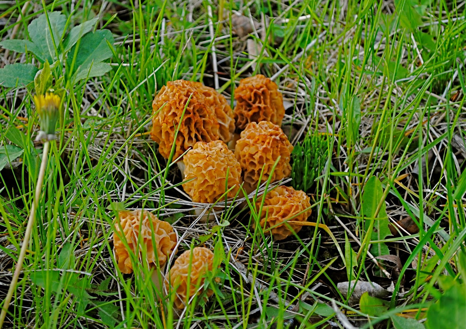 Wild Morel Mushrooms
 Make Delicious Happen Wild Morel Mushrooms