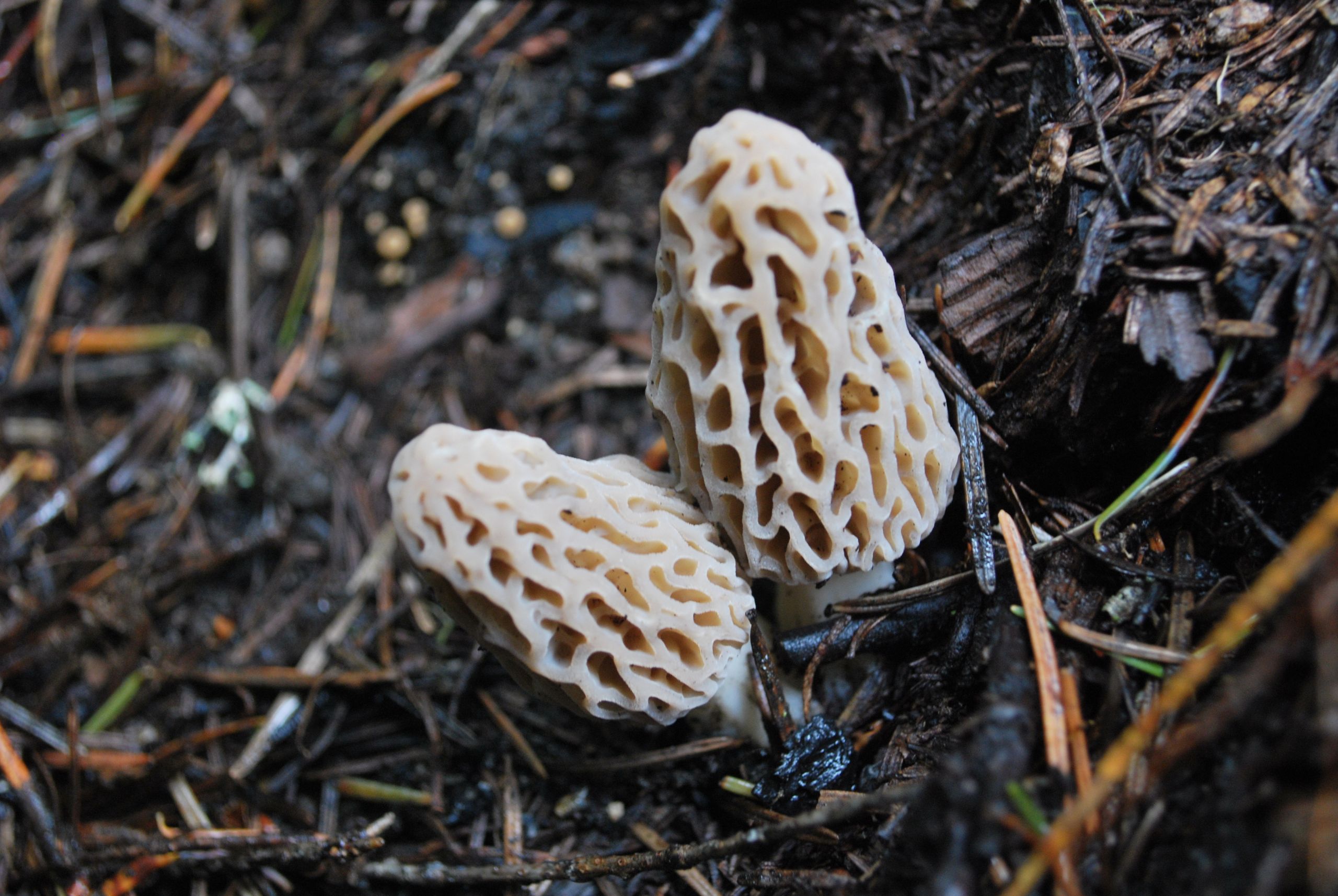 Wild Morel Mushrooms
 How to Find Wild Morel Mushrooms