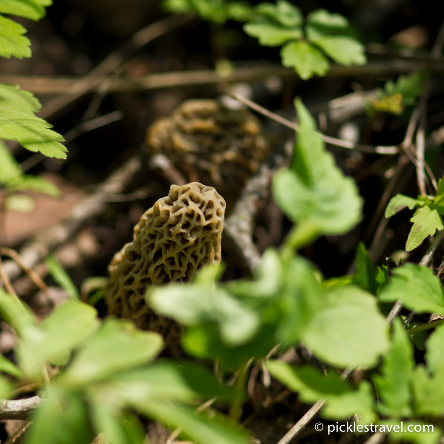 Wild Morel Mushrooms
 Guide to Hunting Morel Mushrooms