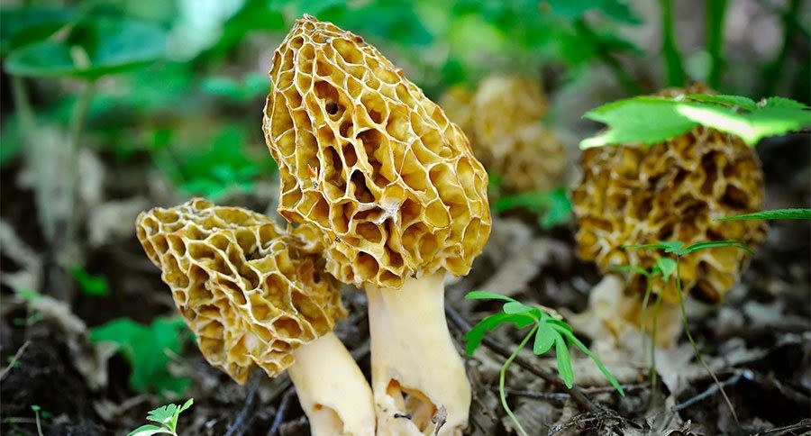 Wild Morel Mushrooms
 Top 10 Tips for Finding Morel Mushrooms