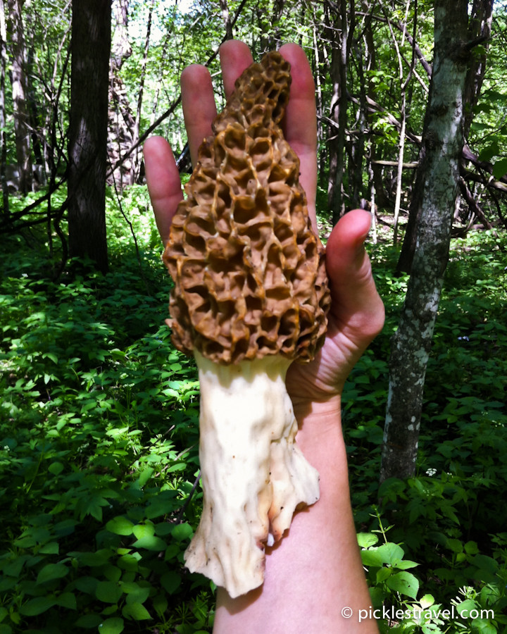 Wild Morel Mushrooms
 Guide to Hunting Morel Mushrooms