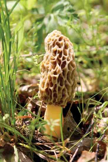 Wild Morel Mushrooms
 Morel Hunting How to Find Edible Wild Mushrooms Eat