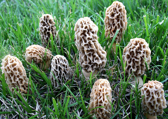 Wild Morel Mushrooms
 Morel Mushrooms The New Gold Rush – The Siskiyou