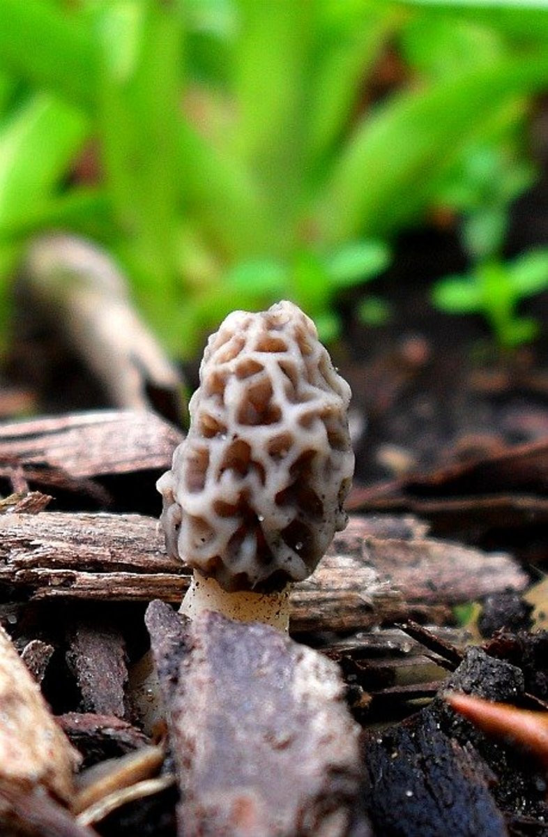 Wild Morel Mushrooms
 How to Preserve Wild Morel Mushrooms