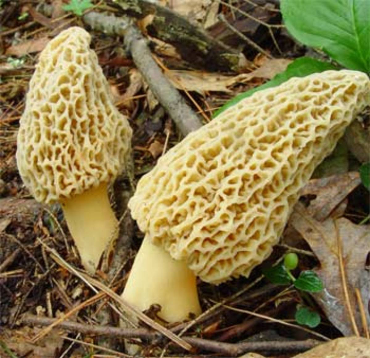 Wild Morel Mushrooms
 Wild Edible Mushrooms and Truffles of Oregon