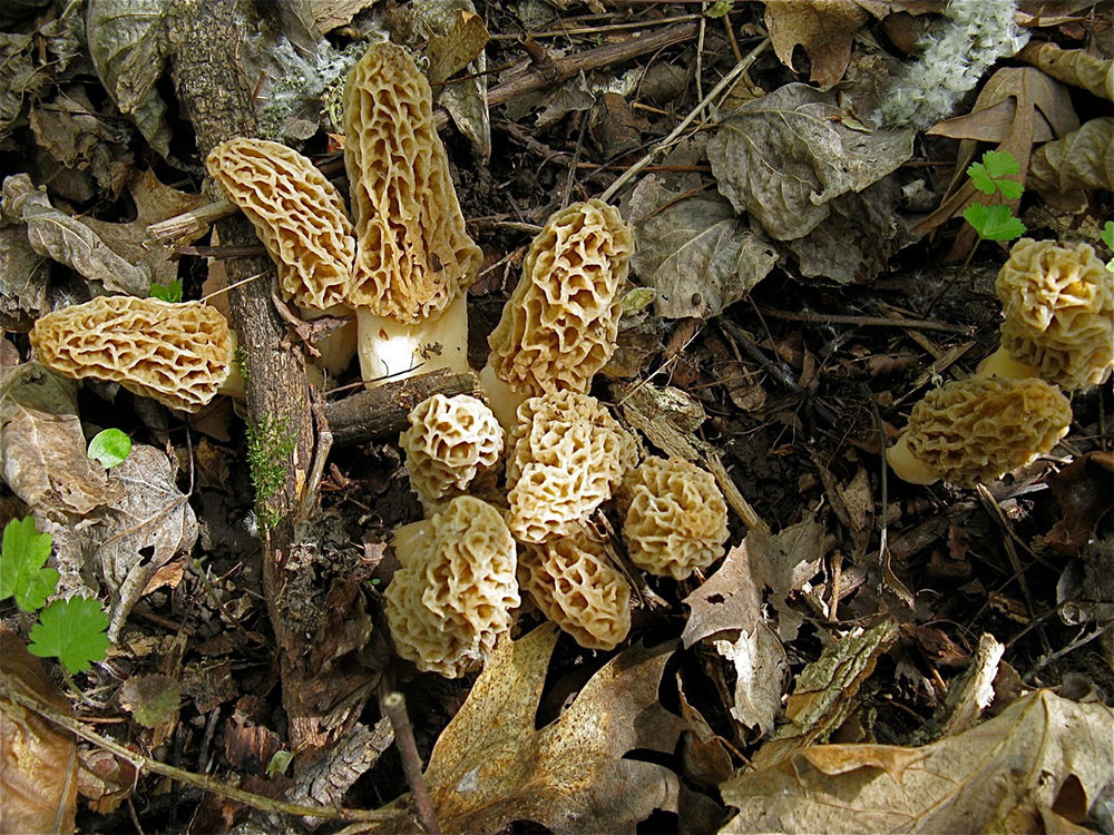 Wild Morel Mushrooms
 Harvesting Wild Morel Mushrooms Outdoornews