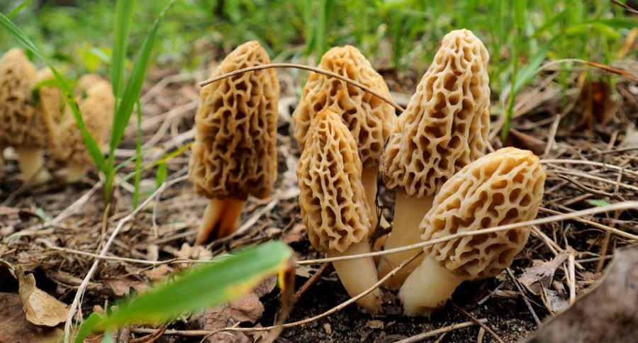 Wild Morel Mushrooms
 The 10 Best Places to Find Morel Mushrooms