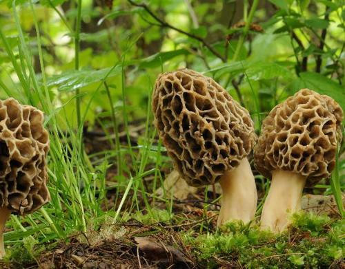 Wild Morel Mushrooms
 Wild Morels Mushroom CNP Enterprises