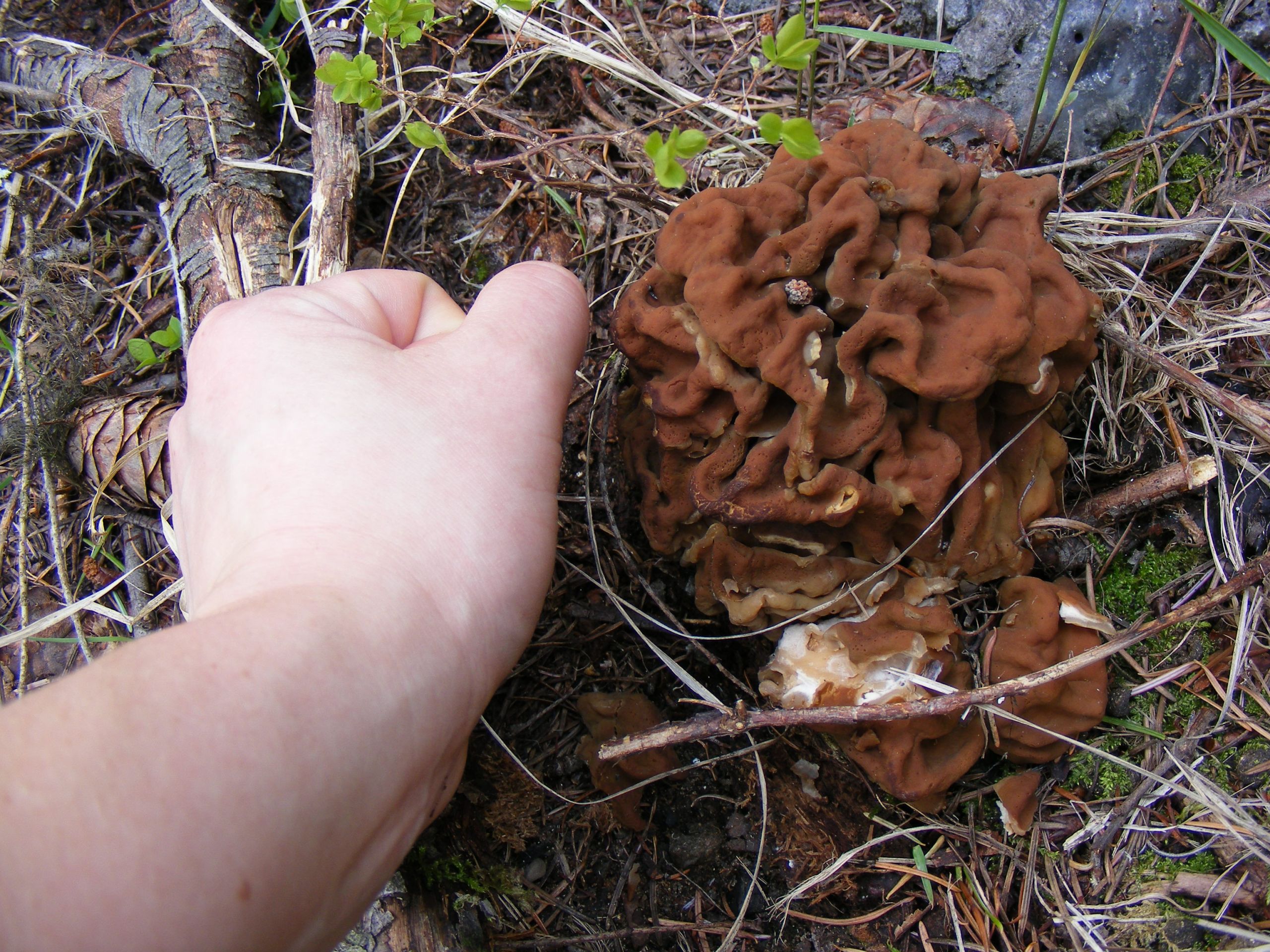 Wild Morel Mushrooms
 Morel Mushrooms in May