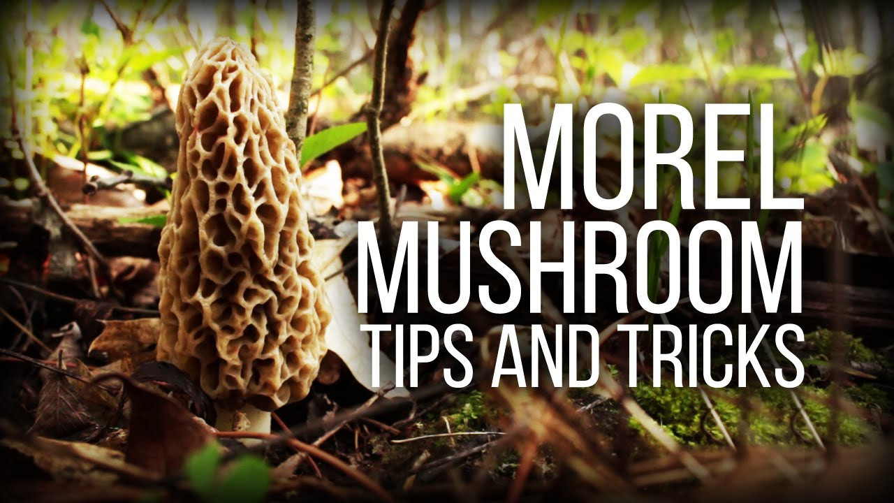 Wild Morel Mushrooms
 Morel Mushrooms Tips and observations Wild Edibles