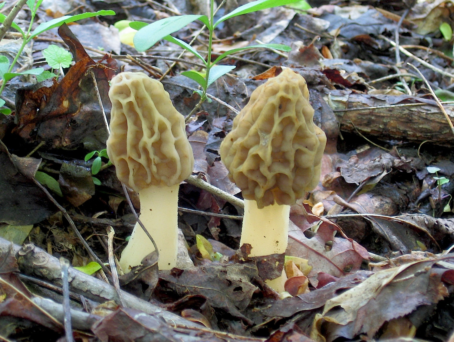 Wild Morel Mushrooms
 How To Find And Identify Morel Mushrooms