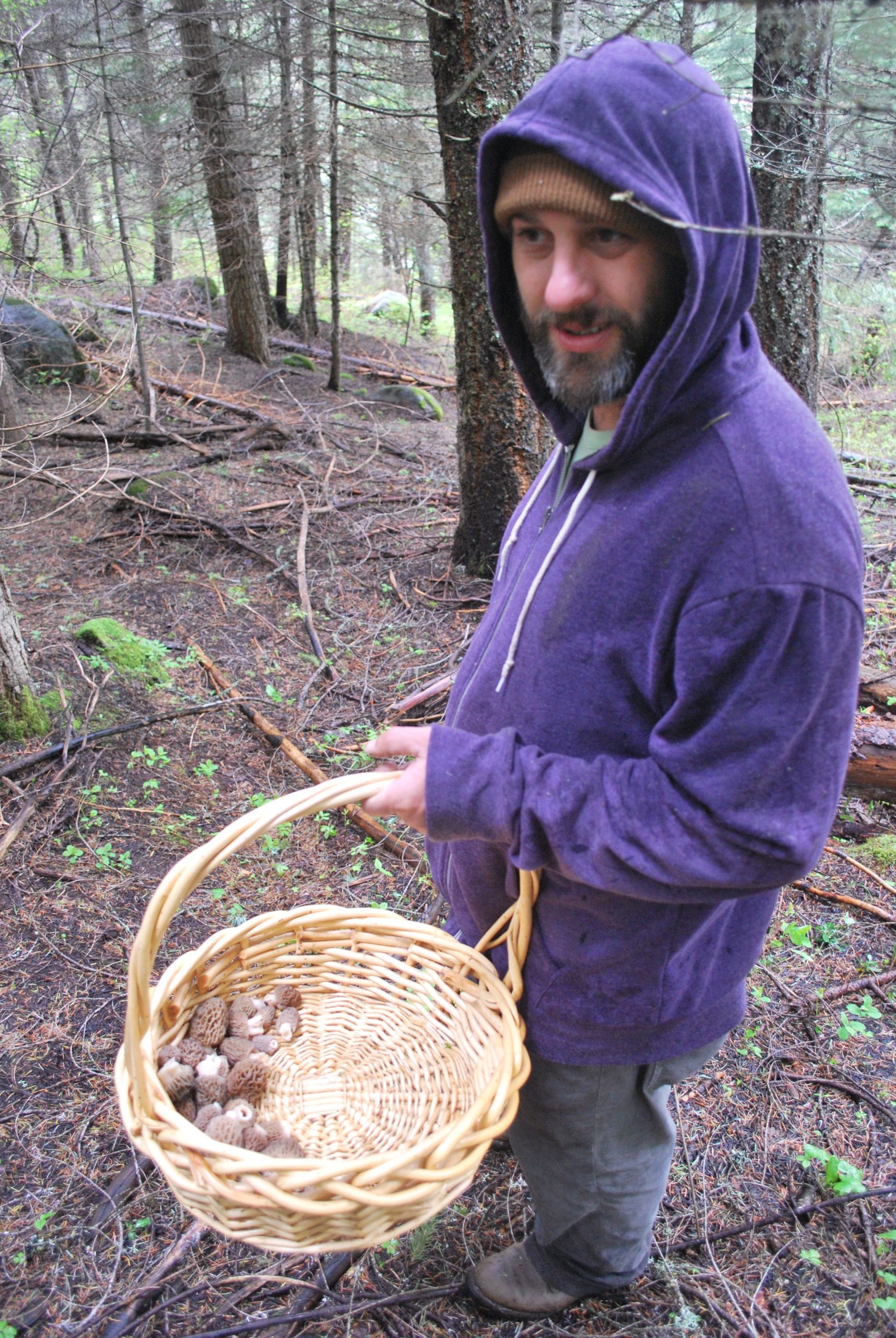 Wild Morel Mushrooms
 How to Find Wild Morel Mushrooms