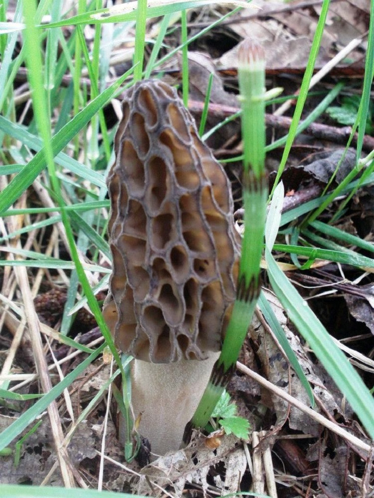 Wild Morel Mushrooms
 Fresh Morel Mushrooms – Wild Choice Edibles