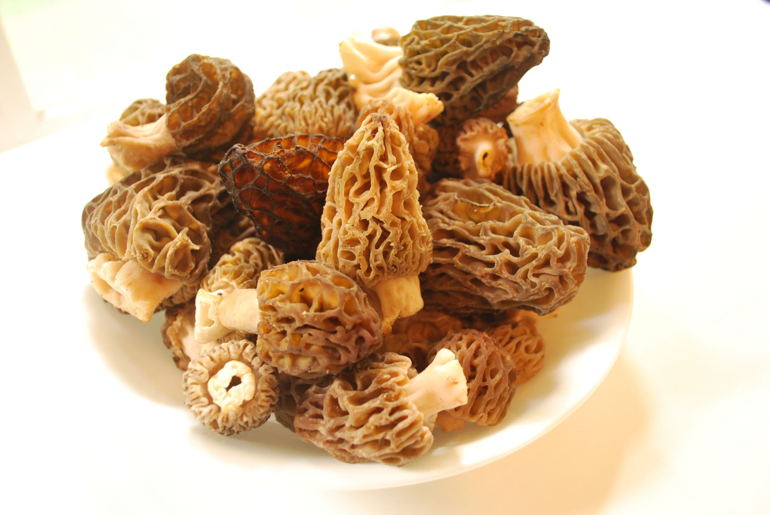 Wild Morel Mushrooms
 How to Find Wild Morel Mushrooms